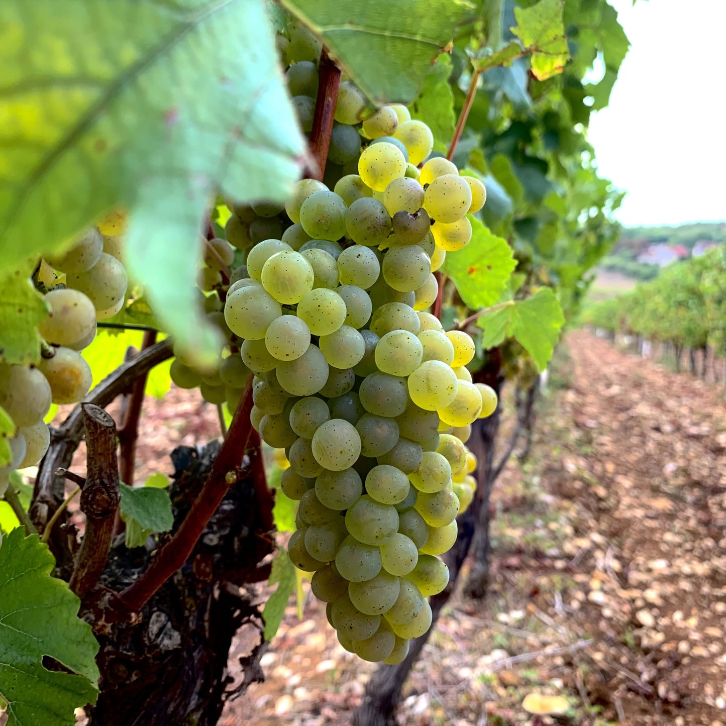 Camp Blanc Chardonnay Sec