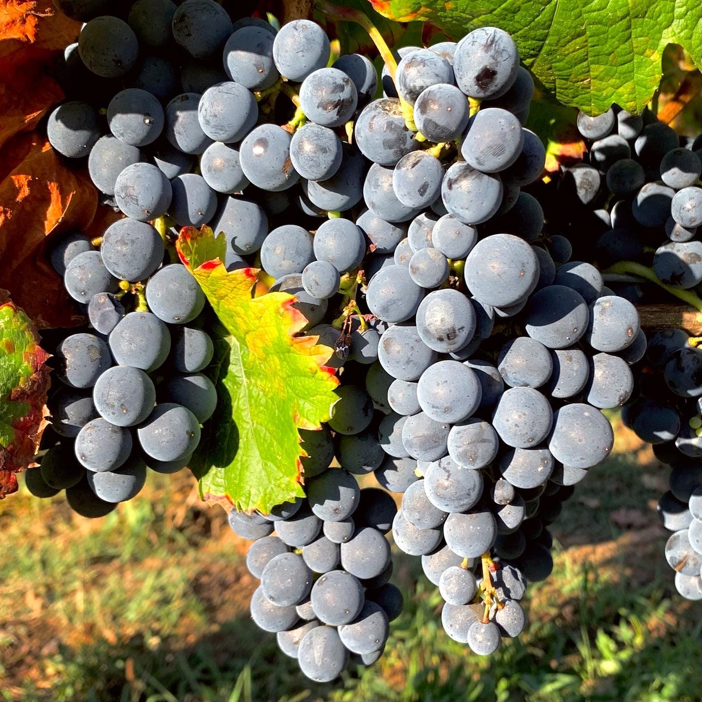 Cuvée Tradition Malbec