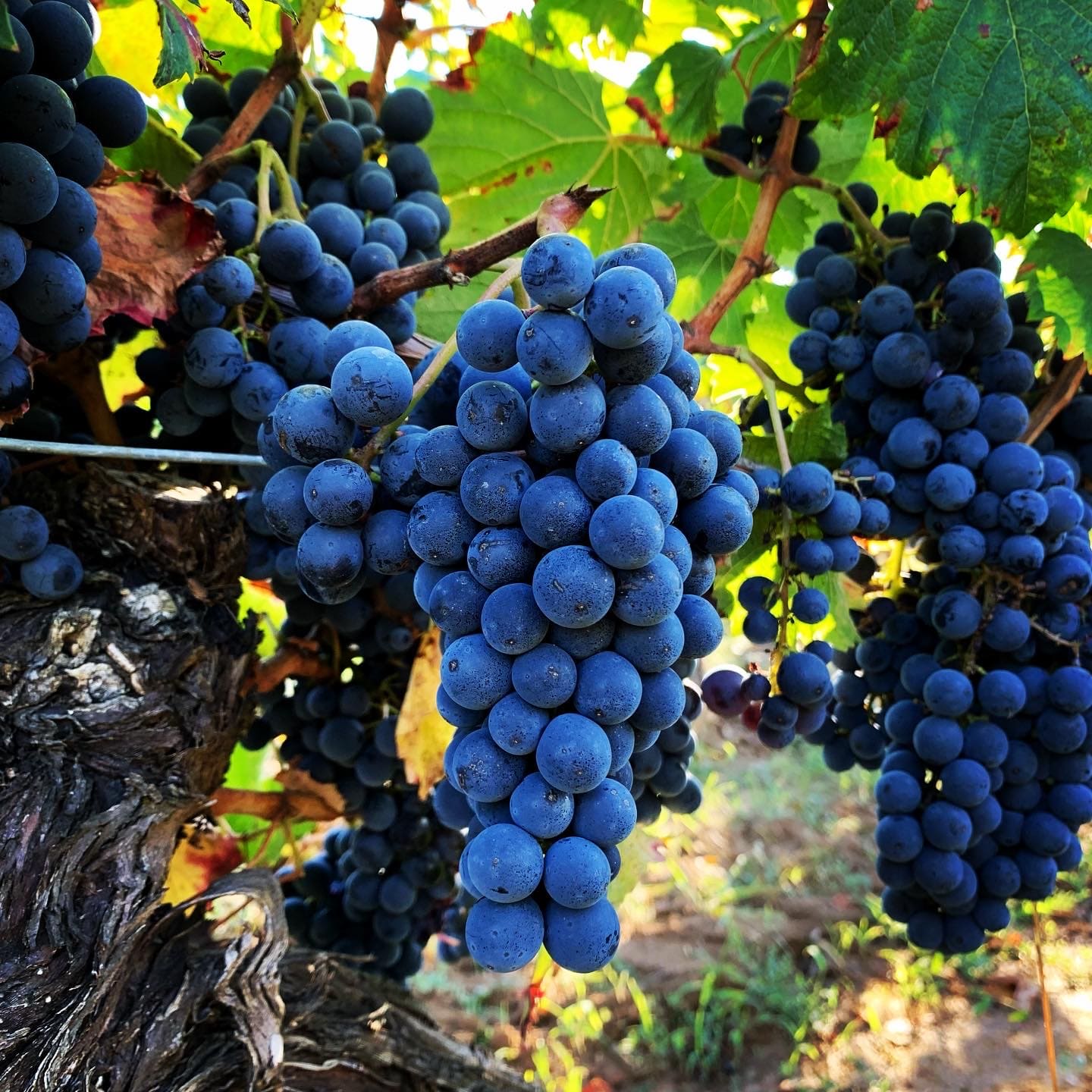 Pech de Rouby Malbec Sans Sulfites Ajoutés