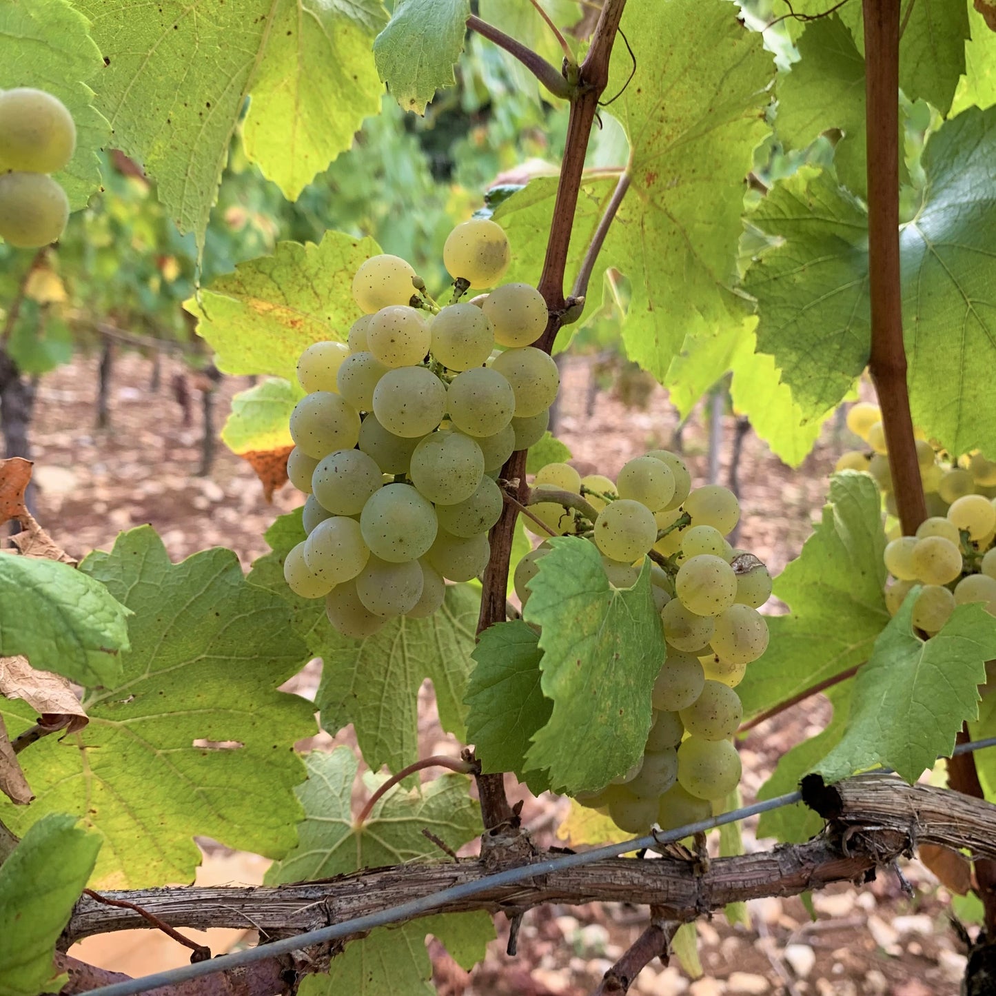 Camp Blanc Chardonnay Sec