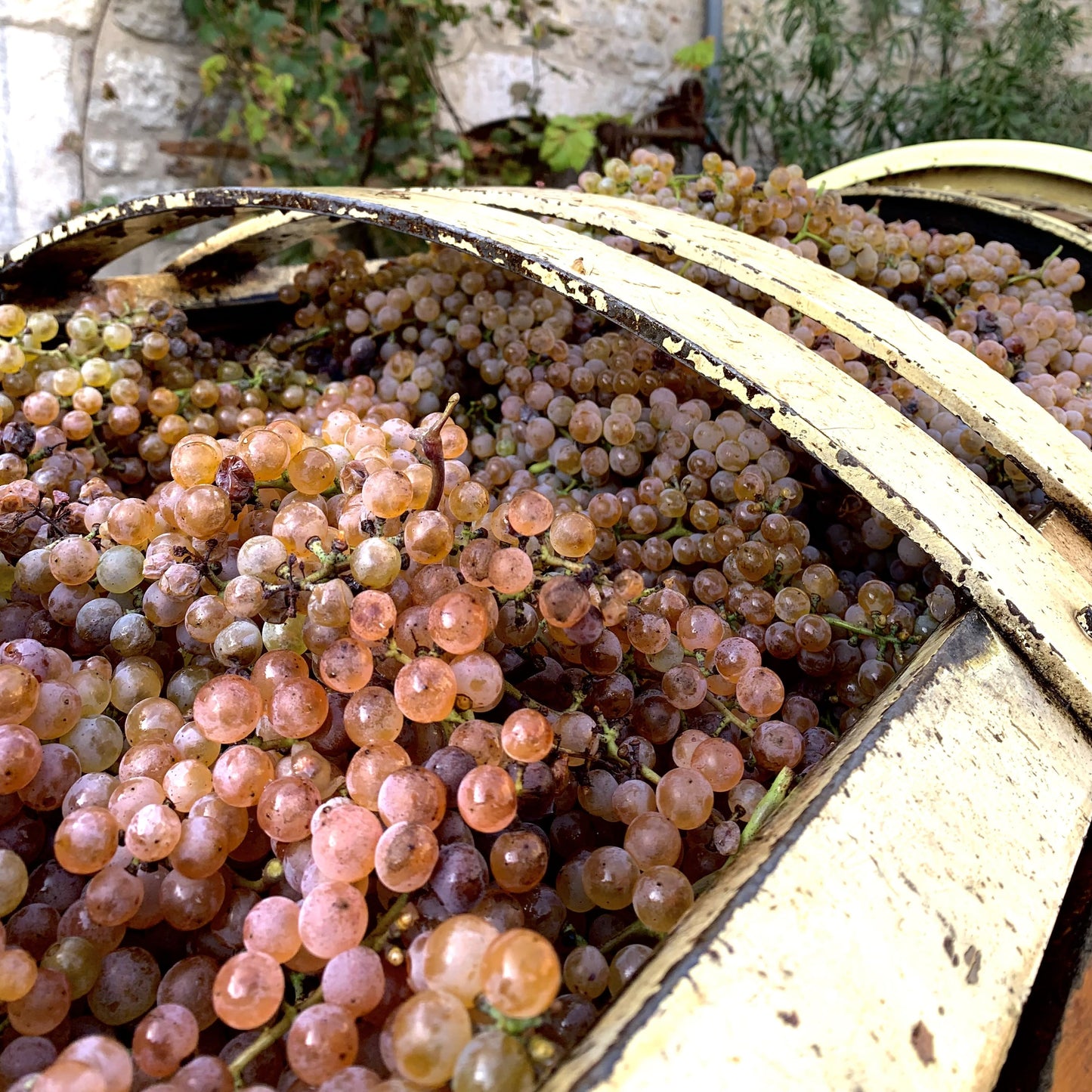 Camp Blanc Gros-Manseng, Chenin | Demi-Sec