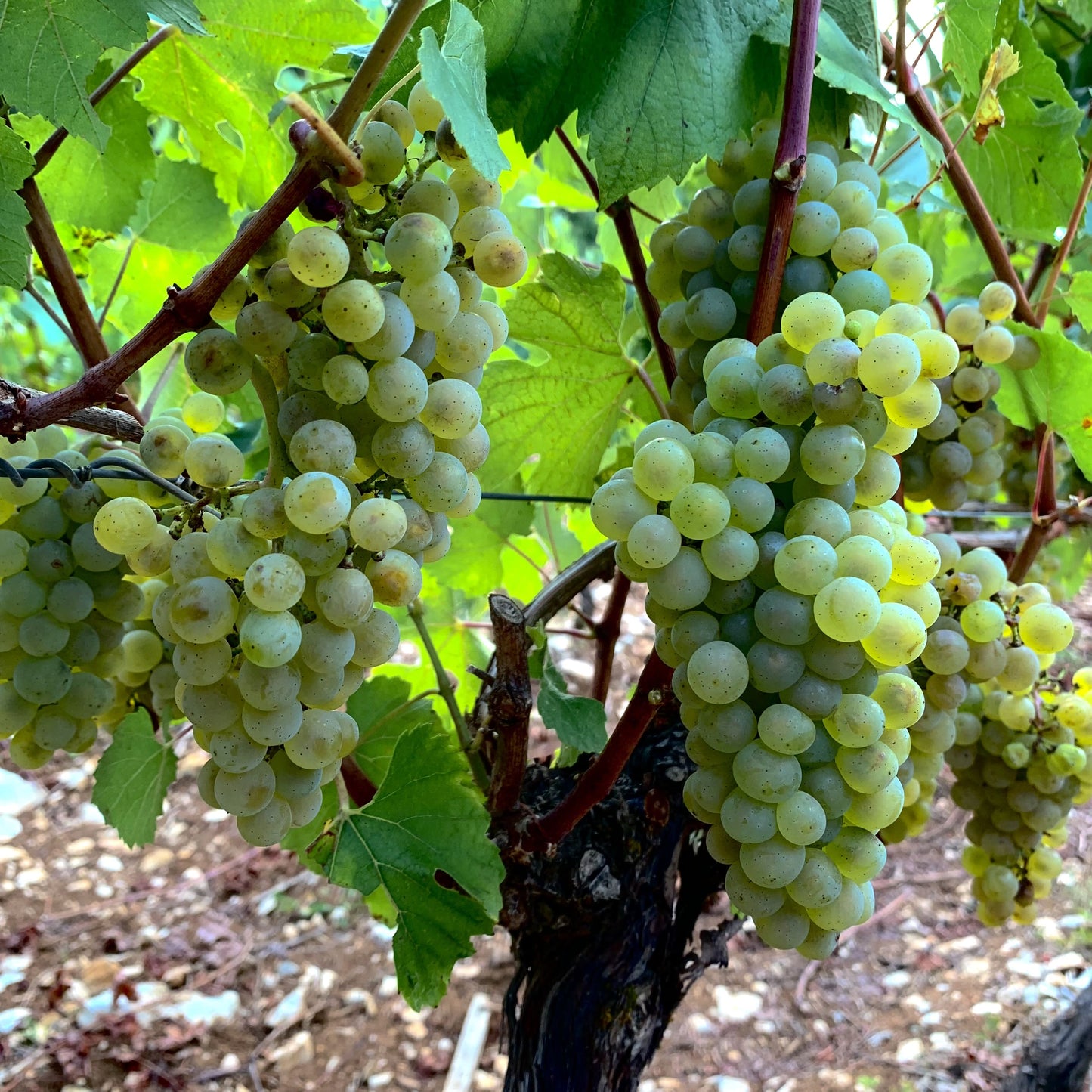 Camp Blanc Gros-Manseng, Chenin | Demi-Sec