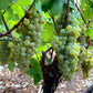 Camp Blanc Chenin Sec