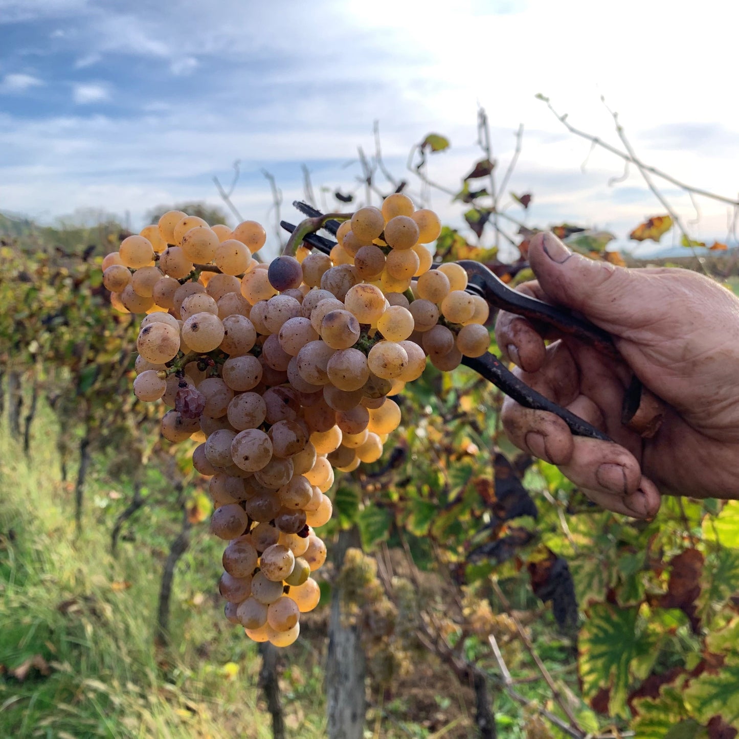 Crépuscule Vin Orange