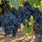 Les Plaines Rosées Malbec