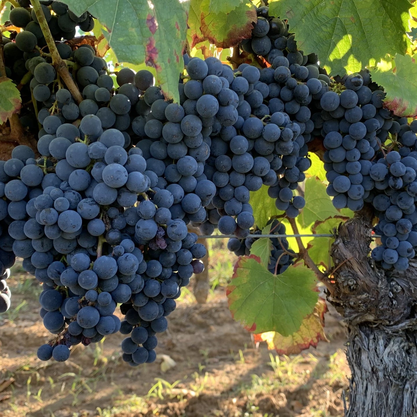 Les Plaines Rosées Malbec