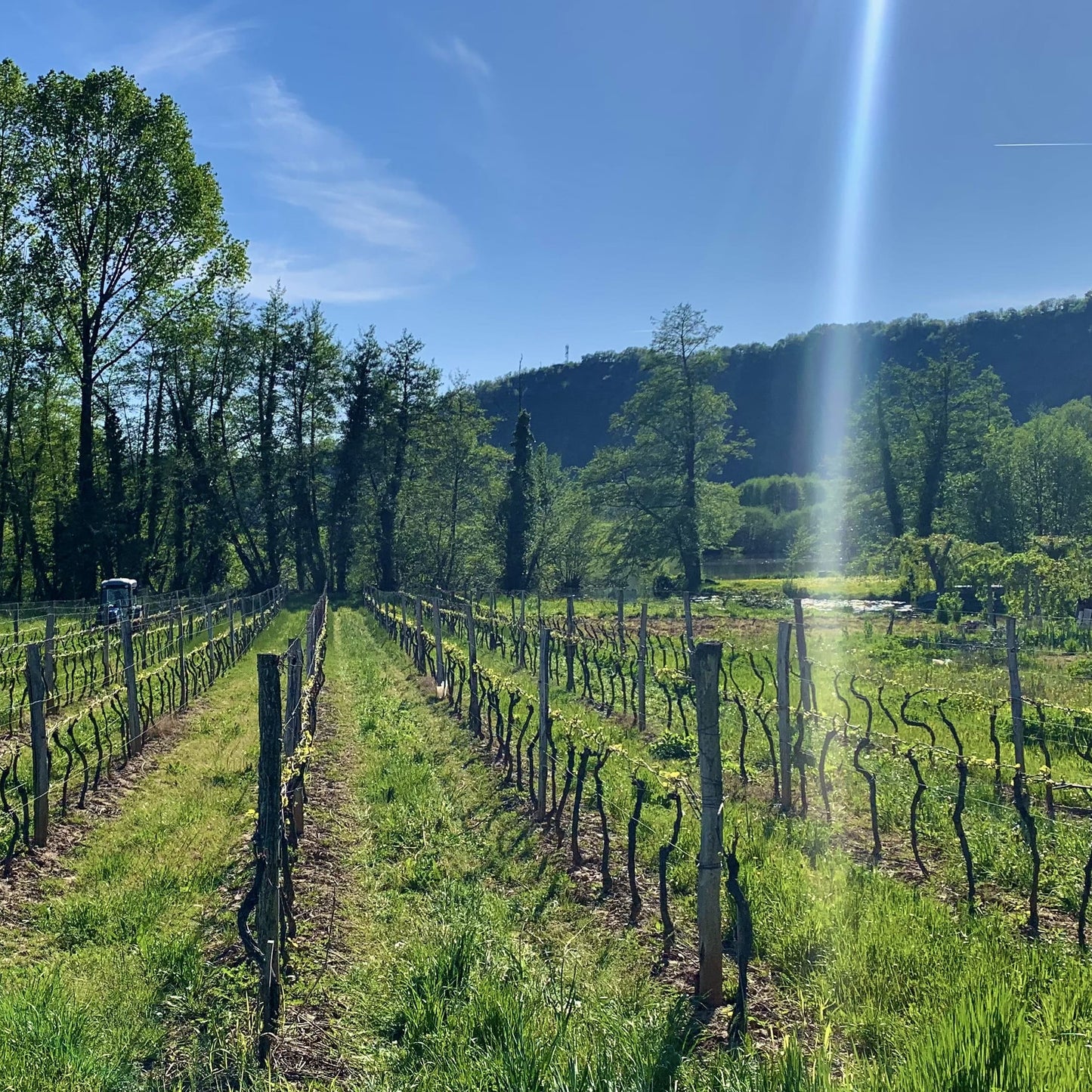 Camp Blanc Gros-Manseng, Chenin | Demi-Sec