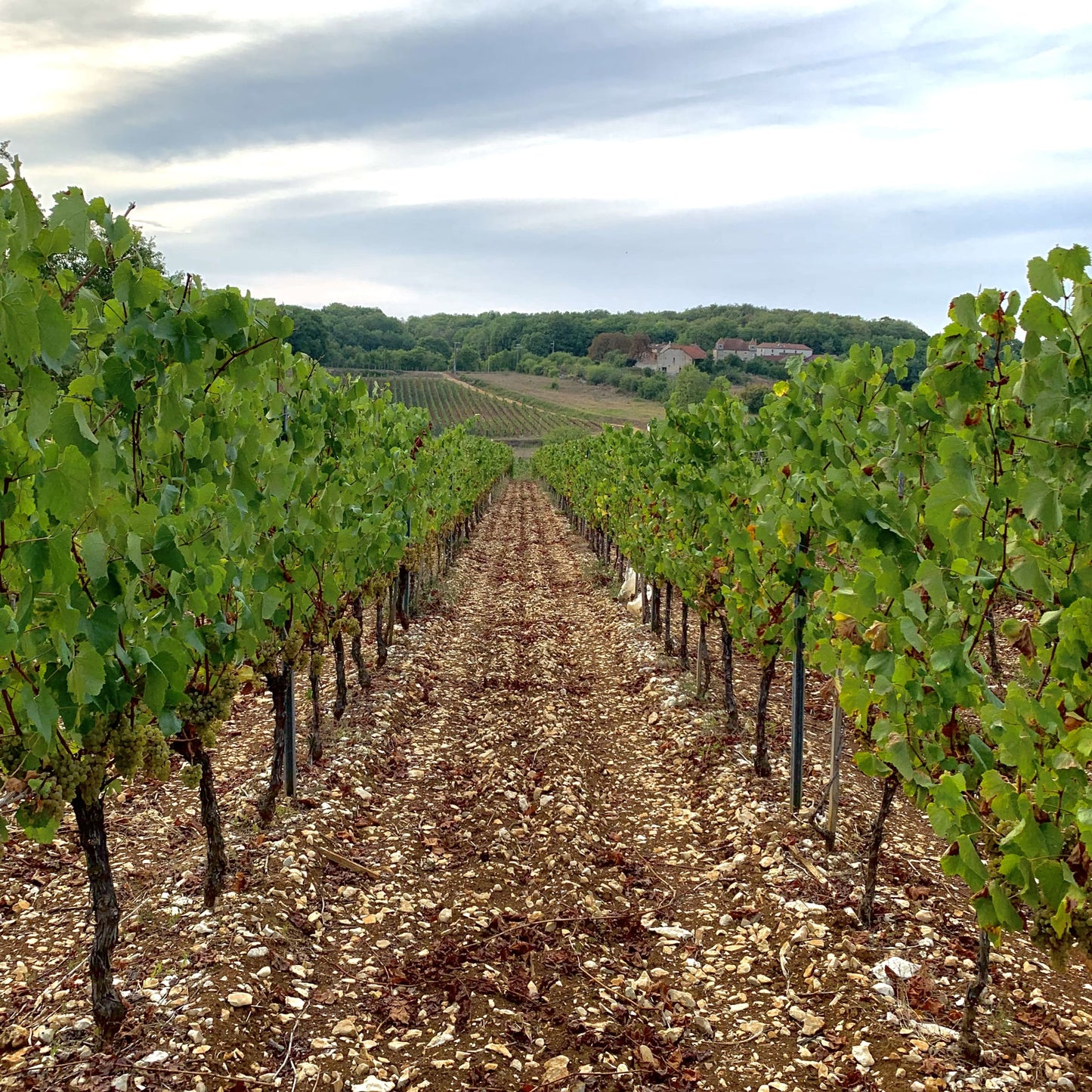 Camp Blanc Gros-Manseng, Chenin | Demi-Sec