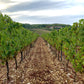 Camp Blanc Chenin Sec