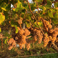 Crépuscule Vin Orange