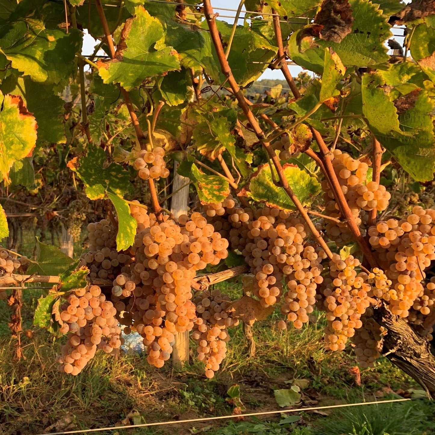 Crépuscule Vin Orange