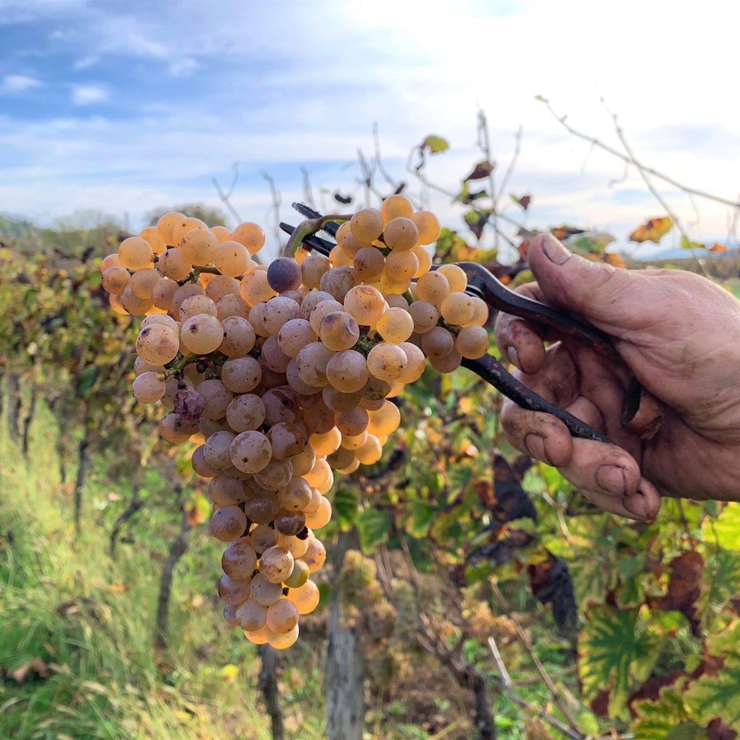 Camp Blanc Gros-Manseng, Chenin | Demi-Sec