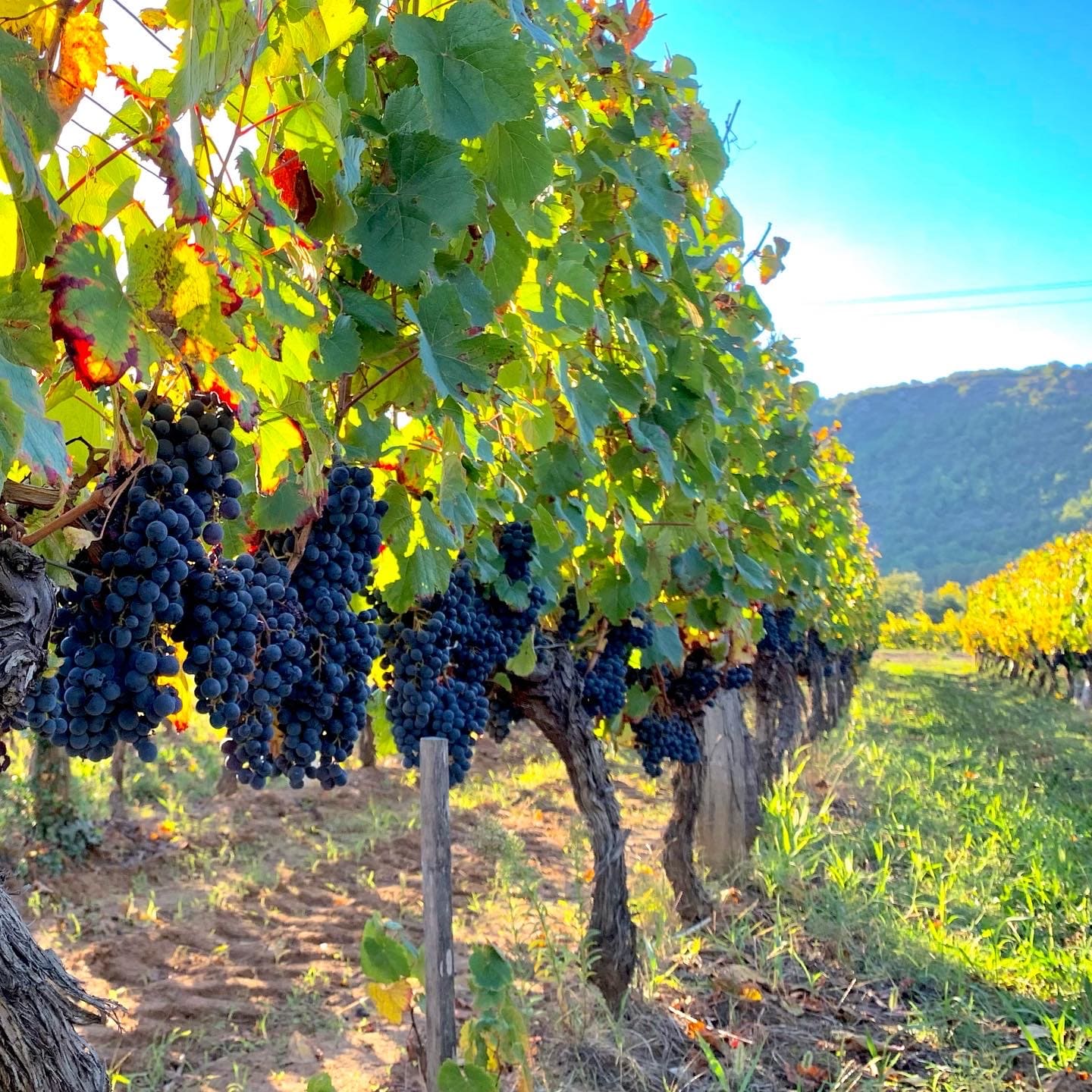 Oppidum Malbec