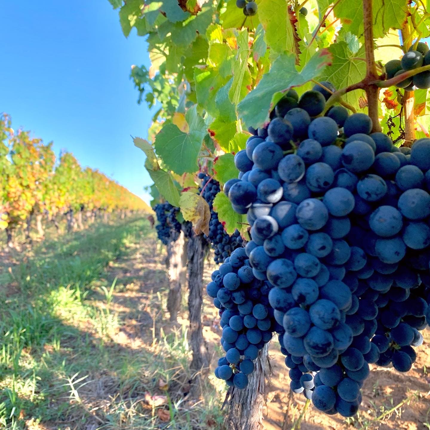 Bois-Petit Malbec