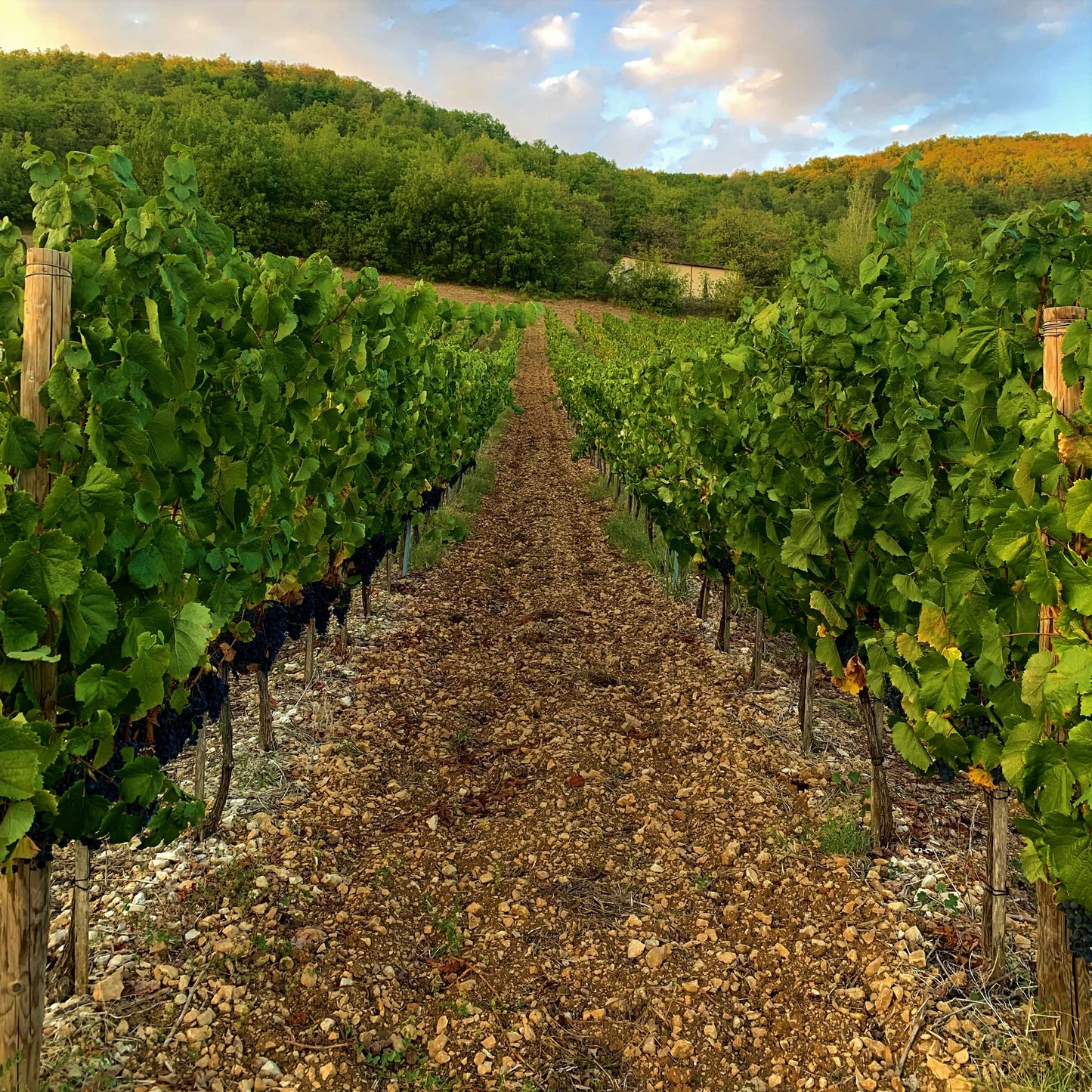 Oppidum Malbec